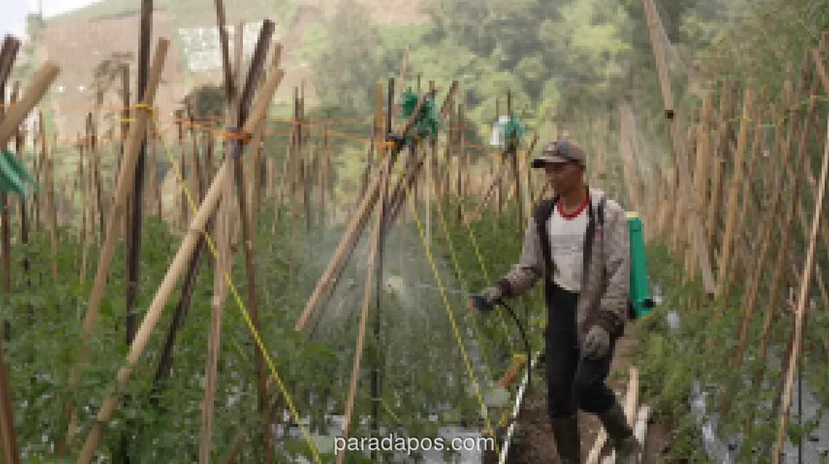 Program Makan Bergizi Gratis Dongkrak Harga Jual Sayuran Petani Boyolali