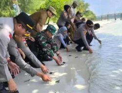 Pemerintah Bintan Pesisir Lepasliarkan Ratusan Tukik untuk Jaga Populasi Penyu