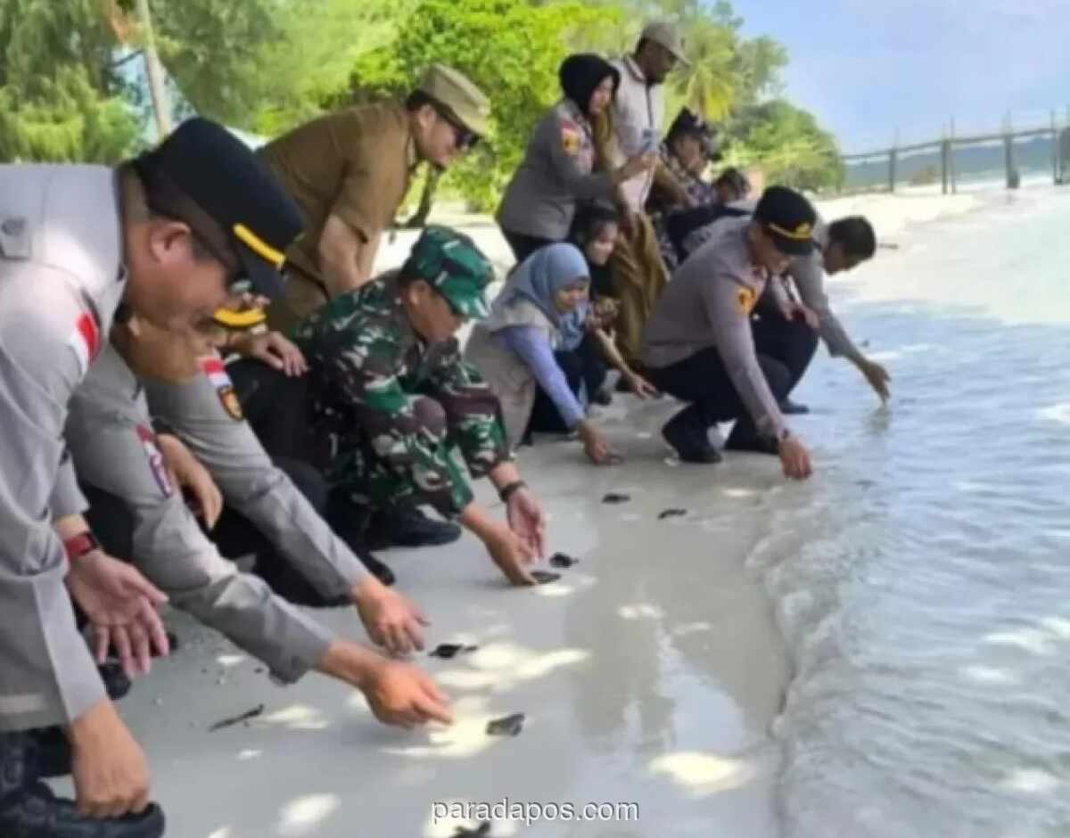 Pemerintah Bintan Pesisir Lepasliarkan Ratusan Tukik untuk Jaga Populasi Penyu
