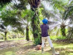 Pakar Peringatkan Risiko Besar Jika Indonesia Tiru Pembatasan Ekspor Sawit Thailand