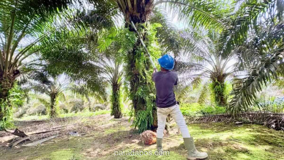 Pakar Peringatkan Risiko Besar Jika Indonesia Tiru Pembatasan Ekspor Sawit Thailand