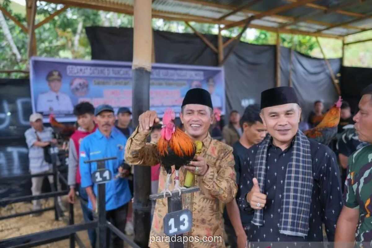 Pemerintah Solok Apresiasi Lomba Ayam Kukuak Balenggek untuk Jaga Warisan Budaya dan Ekonomi Lokal