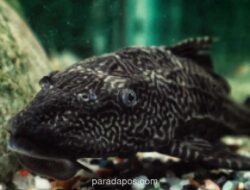 BRIN Temukan Tiga Spesies Ikan Sapu-sapu di Indonesia, Ancaman Baru bagi Ekosistem Perairan