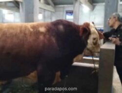 Stok Hewan Kurban di Banjarnegara Aman, 5.000 Ekor Sapi Siap Dikirim ke Luar Daerah