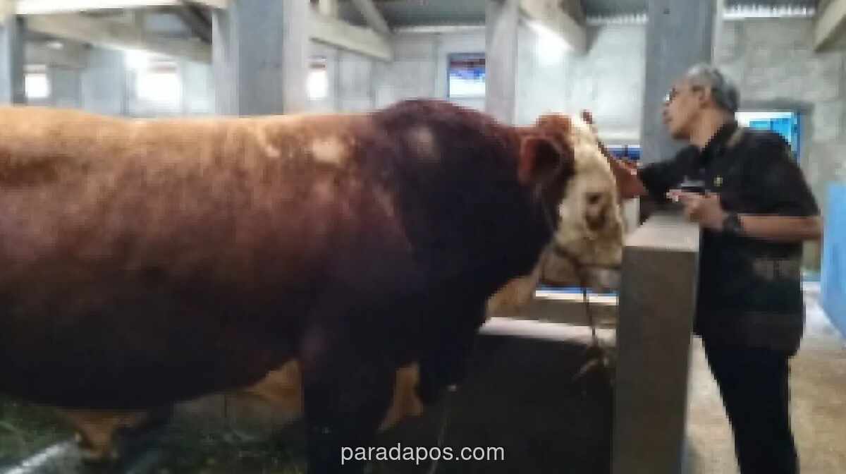 Stok Hewan Kurban di Banjarnegara Aman, 5.000 Ekor Sapi Siap Dikirim ke Luar Daerah