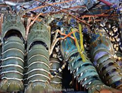 Anggota DPR Soroti Kecenderungan Ekspor Benih Lobster Dibanding Budidaya