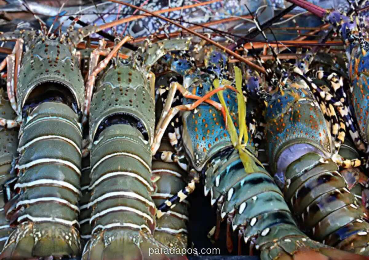 Anggota DPR Soroti Kecenderungan Ekspor Benih Lobster Dibanding Budidaya