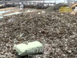 Limbah Cangkang Kerang Hijau Tumpuk di Pantai Cilincing, Warga Khawatirkan Pencemaran