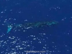 Paus Biru Raksasa Terekam Drone di Perairan Teluk Tomini