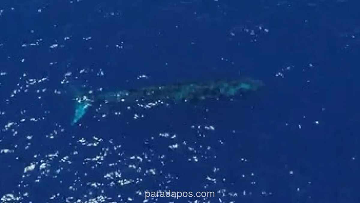 Paus Biru Raksasa Terekam Drone di Perairan Teluk Tomini