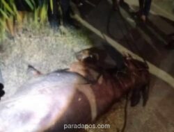 Empat Kerbau Kurban Mengamuk di Kudus, Dua Dilumpuhkan Timah Panas