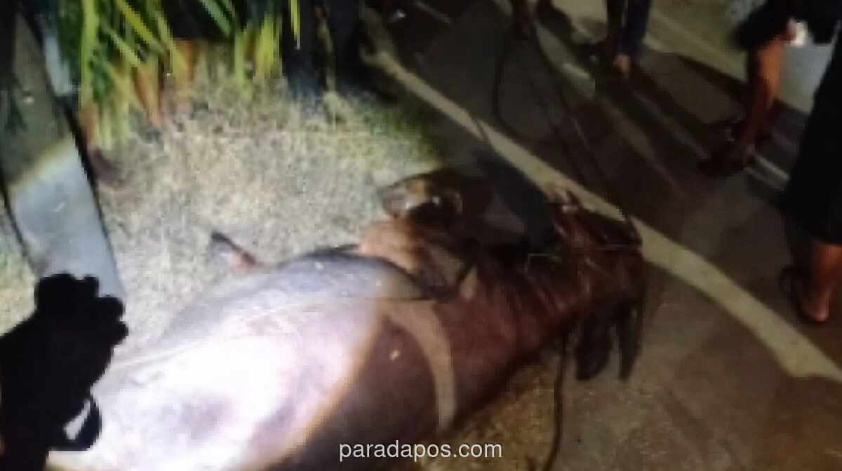 Empat Kerbau Kurban Mengamuk di Kudus, Dua Dilumpuhkan Timah Panas