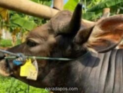Laporan Kematian Ternak di Gunungkidul Meningkat, DPP Nilai Kesadaran Warga Tinggalkan Praktik Brandu Membaik