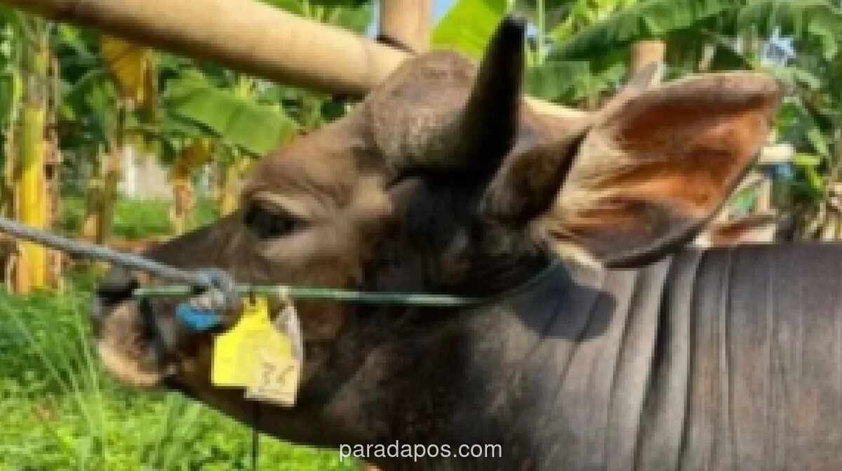 Laporan Kematian Ternak di Gunungkidul Meningkat, DPP Nilai Kesadaran Warga Tinggalkan Praktik Brandu Membaik