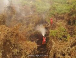 Kebakaran Lahan 60 Hektare di Pelalawan, Tim Manggala Agni Dikerahkan Padamkan Api