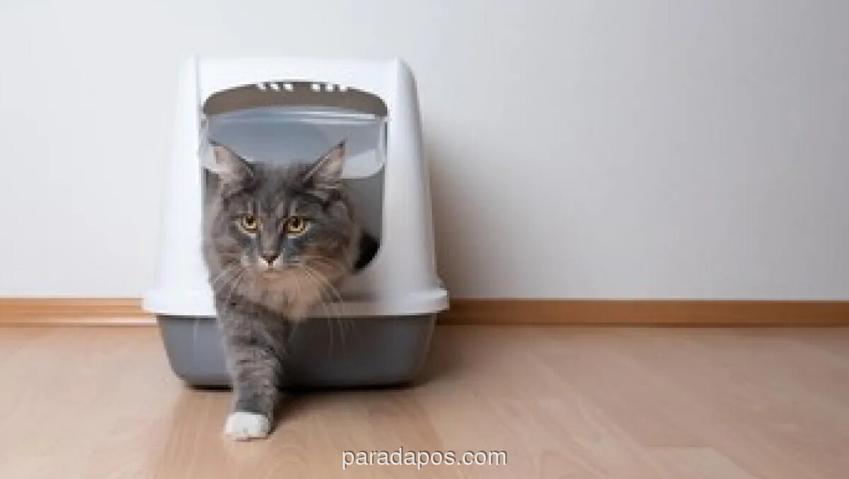 Amerika Serikat Puncaki Daftar Negara dengan Populasi Kucing Peliharaan Terbanyak, Capai 76,5 Juta Ekor