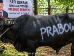 Anggaran Rp100 Miliar untuk Sapi Kurban Presiden Dinilai Tak Proporsional di Tengah Tekanan Ekonomi Rakyat