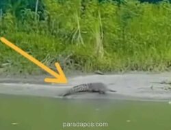 Buaya di Sungai Sulbar Ramai-ramai Diburu Pakai Tombak, Diduga Serang Warga