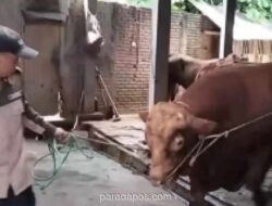 Bupati Tanggamus Serahkan Sapi Kurban 1.038 Kg Bantuan Presiden Prabowo untuk Warga