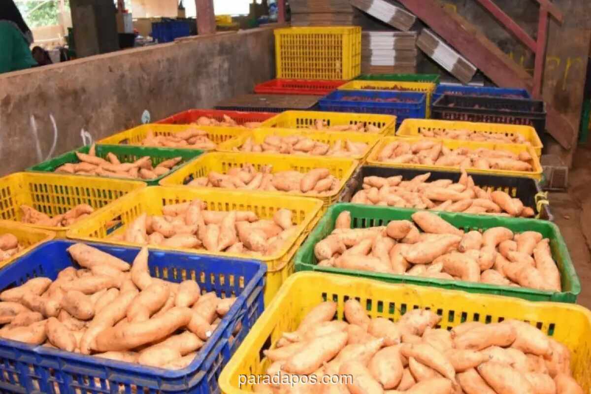 Studi Gizi: Merebus dan Mengukus Ubi Jalar Paling Efektif Pertahankan Beta-Karoten, Konsumsi dengan Lemak Sehat Disarankan