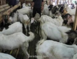 Harga Hewan Kurban di Jakarta 2026: Kambing Mulai Rp2,3 Juta, Sapi Rp19,9 Juta, Baznas Buka Layanan Digital
