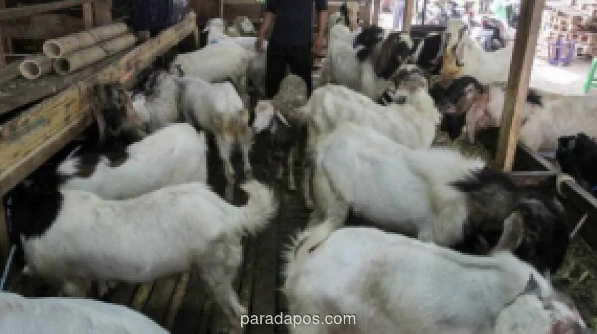 Harga Hewan Kurban di Jakarta 2026: Kambing Mulai Rp2,3 Juta, Sapi Rp19,9 Juta, Baznas Buka Layanan Digital