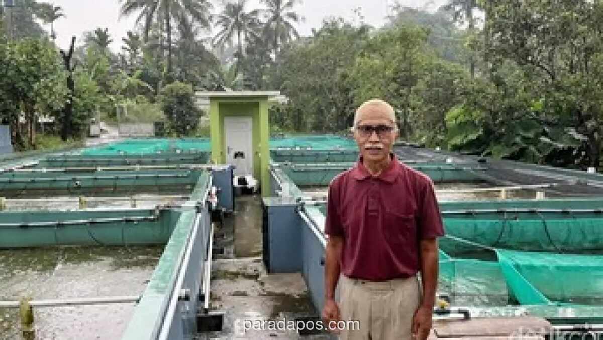 Pensiunan BUMN Sukses Kembangkan Budi Daya Ikan Nila Bioflok Berkat Pinjaman BRI