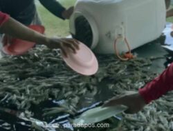 Presiden Prabowo Dorong Tambak Udang dan Ikan untuk Perkuat Swasembada Protein Nasional