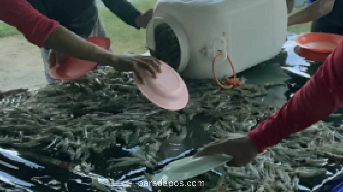 Presiden Prabowo Dorong Tambak Udang dan Ikan untuk Perkuat Swasembada Protein Nasional