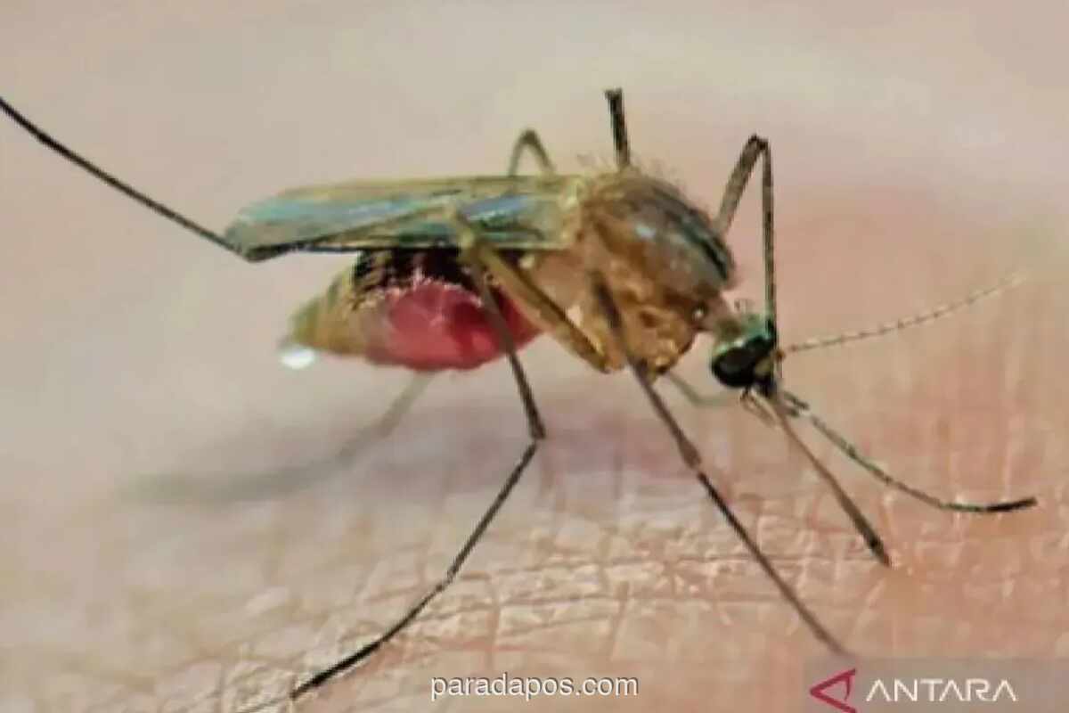 Kasus DBD di Sumsel Capai 1.426, 11 Meninggal, Palembang Catatkan Angka Tertinggi
