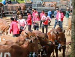 PDIP Jatim Bagikan 485 Sapi Kurban untuk Masyarakat di Tengah Tingginya Pekerja Sektor Informal