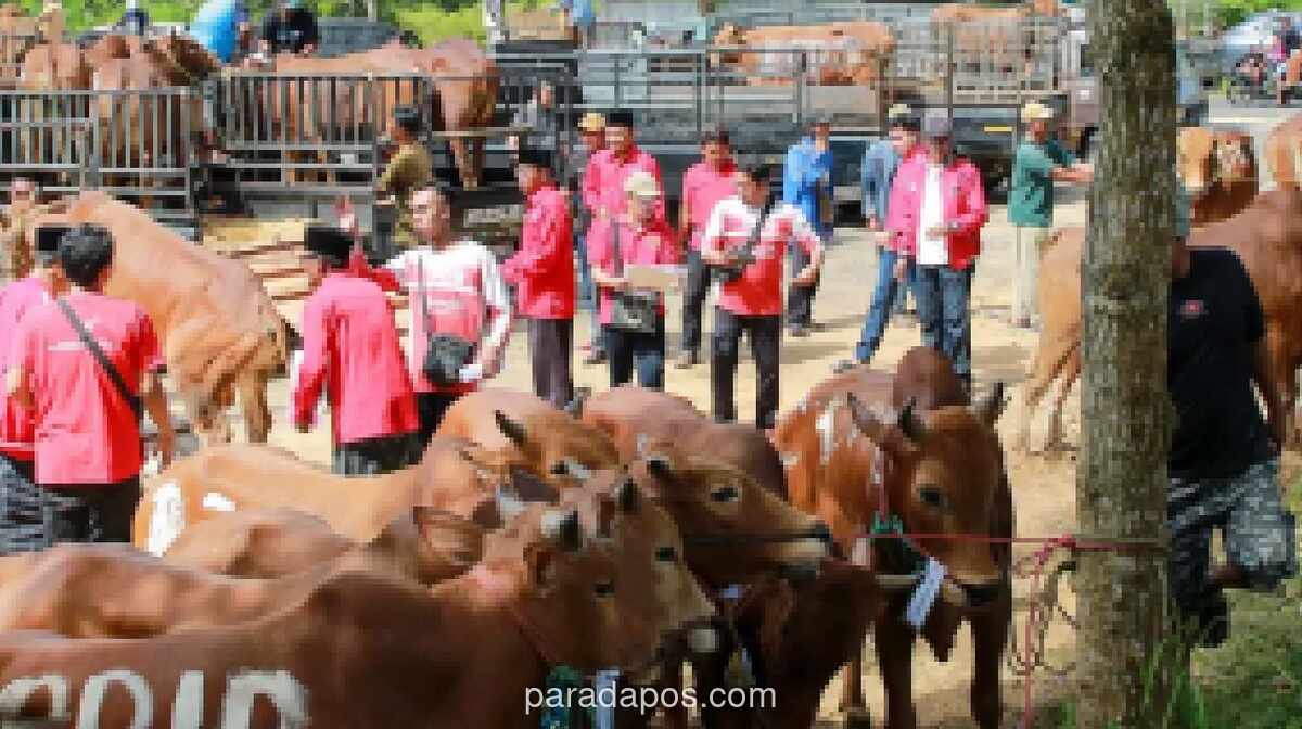 PDIP Jatim Bagikan 485 Sapi Kurban untuk Masyarakat di Tengah Tingginya Pekerja Sektor Informal