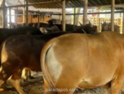Kulon Progo Bebas PMK Jelang Iduladha 2026, Fokus Pengawasan Beralih ke Ternak Luar Daerah