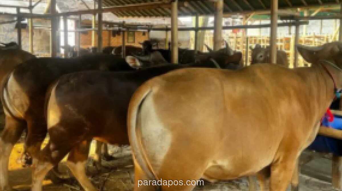 Kulon Progo Bebas PMK Jelang Iduladha 2026, Fokus Pengawasan Beralih ke Ternak Luar Daerah