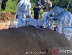 Dua Ekor Gajah Sumatra di Bnegkulu Ditemukan Mati Membusuk
