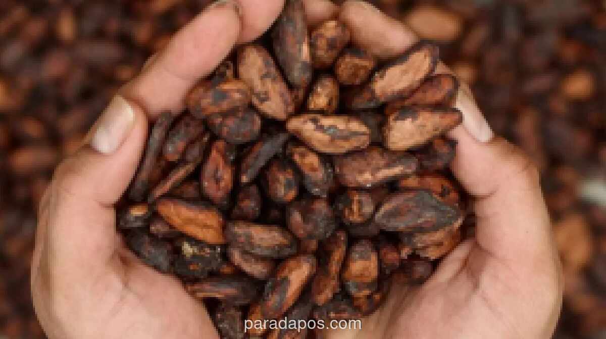 Kemendag: Harga Referensi dan Patokan Ekspor Kakao Melonjak Akibat Penutupan Selat Hormuz