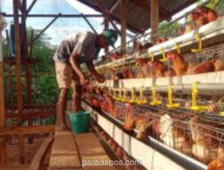 Pemerintah Pusat dan Daerah Percepat Penyerapan Surplus Telur di Magetan untuk Jaga Peternak Rakyat