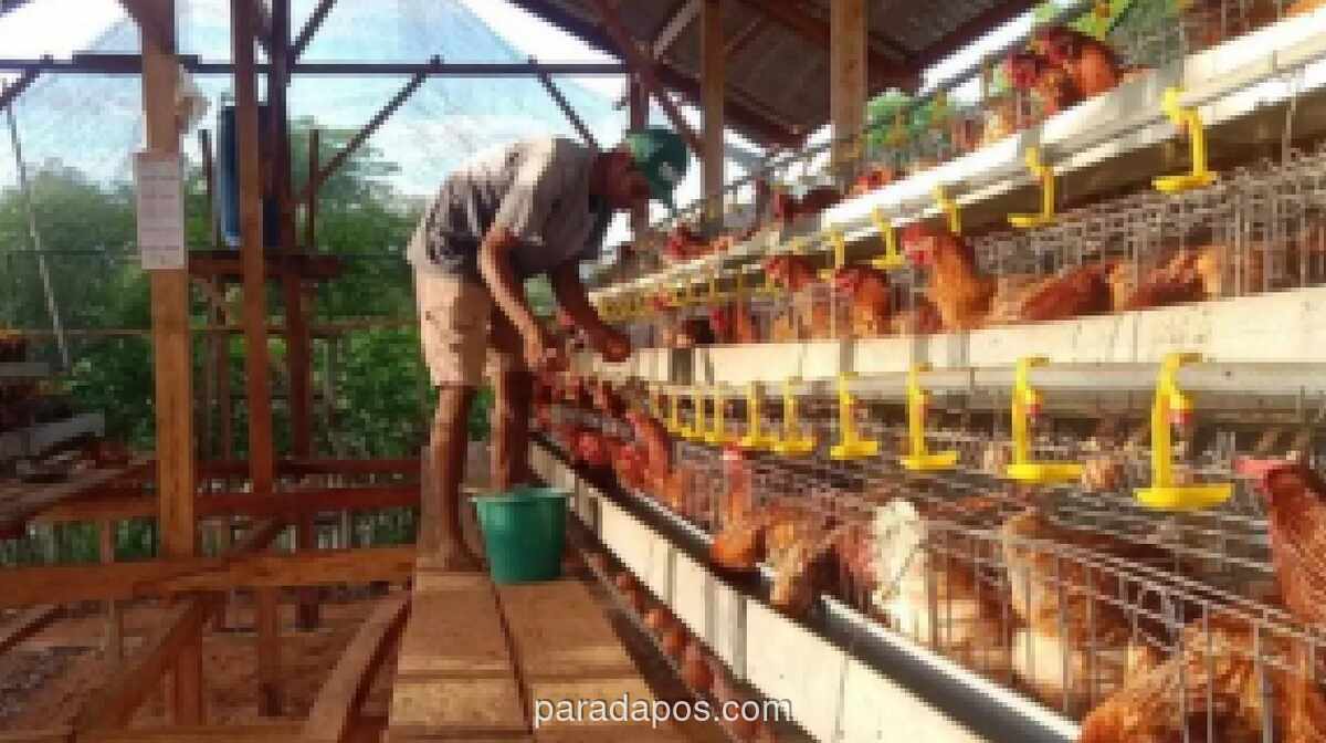 Pemerintah Pusat dan Daerah Percepat Penyerapan Surplus Telur di Magetan untuk Jaga Peternak Rakyat