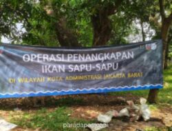 Jakbar Jaring 412 Kilogram Ikan Sapu-Sapu di Empat Lokasi