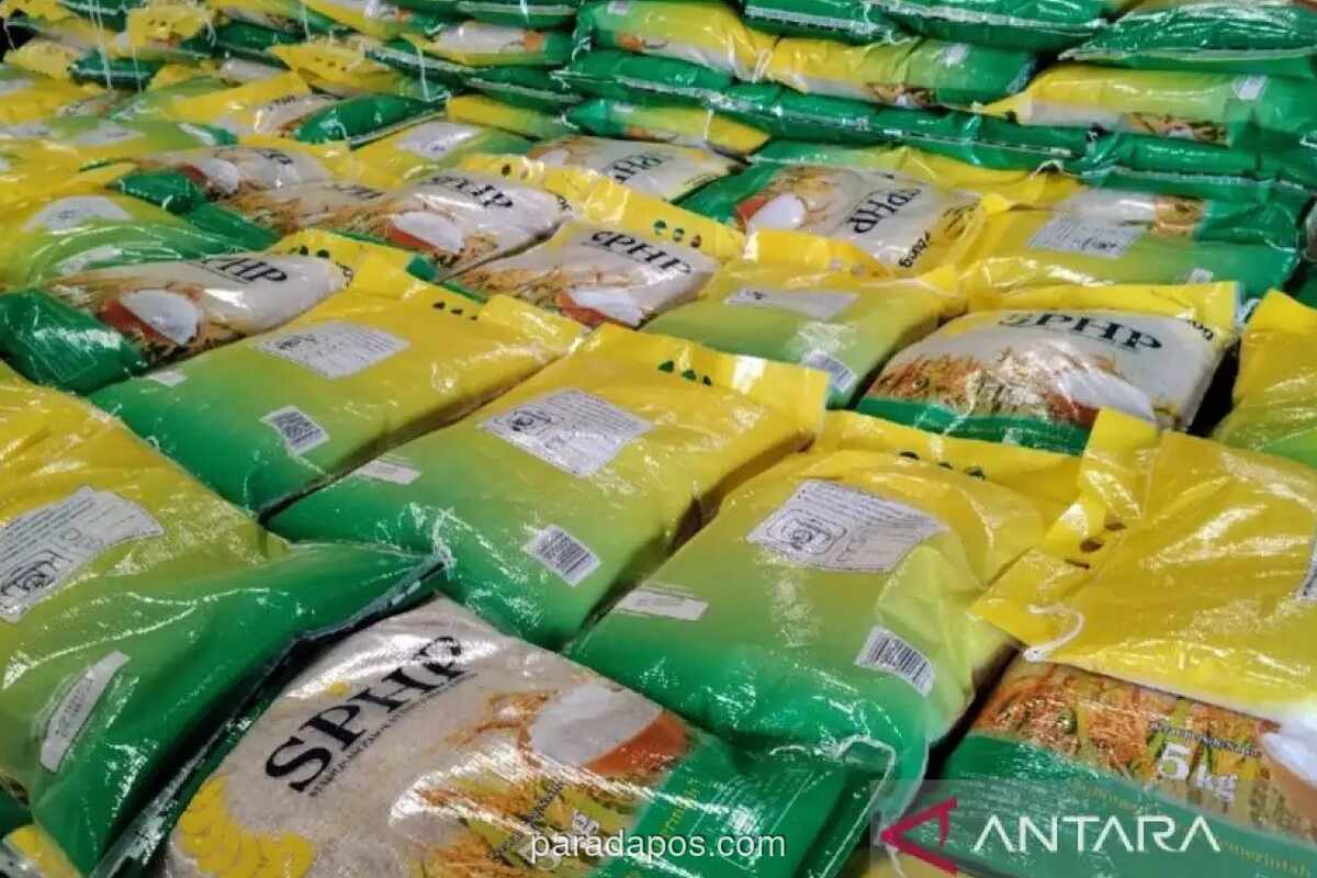 Kementan Optimistis Stok Beras Aman Hadapi Ancaman Kekeringan Akibat El Nino