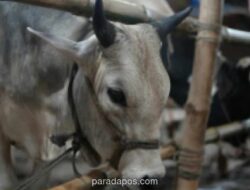 Menjelang Iduladha 2026, Kementan Perketat Pengawasan Zoonosis dan Keamanan Daging Kurban