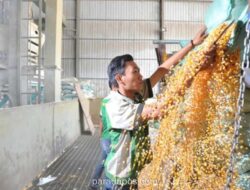 Lewat CEC, SEP Bidik Peningktan Produktivitas Jagung