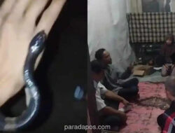 Remaja Tewas Digigit Ular Weling di Bogor, Satu Korban Kritis