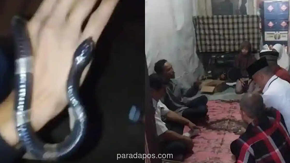 Remaja Tewas Digigit Ular Weling di Bogor, Satu Korban Kritis
