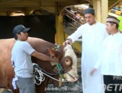 Media Group Salurkan 2.500 Paket Daging Kurban dari 13 Sapi dan 7 Kambing di Iduladha 1447 H