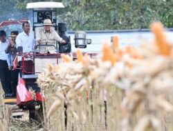 Presiden Prabowo Naik Alat Berat Panen Jagung di Tuban, Resmikan 10 Gudang Pangan dan 1.376 SPPG