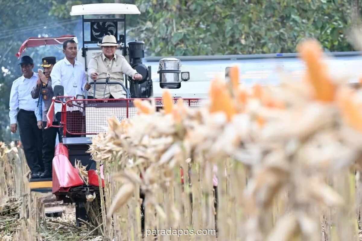 Presiden Prabowo Naik Alat Berat Panen Jagung di Tuban, Resmikan 10 Gudang Pangan dan 1.376 SPPG