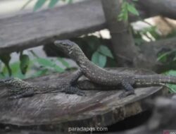 Naga, kota, dan jalan pulang yang dipertaruhkan