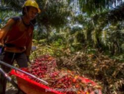 Harga TBS Sawit Tak Seragam Usai Kebijakan Ekspor Satu Pintu: Petani di Langkat Keluh Turun ke Rp2.300, Pabrik di Madina Patuh Harga Acuan