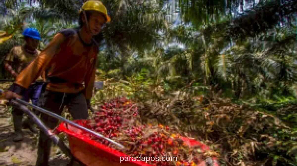 Harga TBS Sawit Tak Seragam Usai Kebijakan Ekspor Satu Pintu: Petani di Langkat Keluh Turun ke Rp2.300, Pabrik di Madina Patuh Harga Acuan